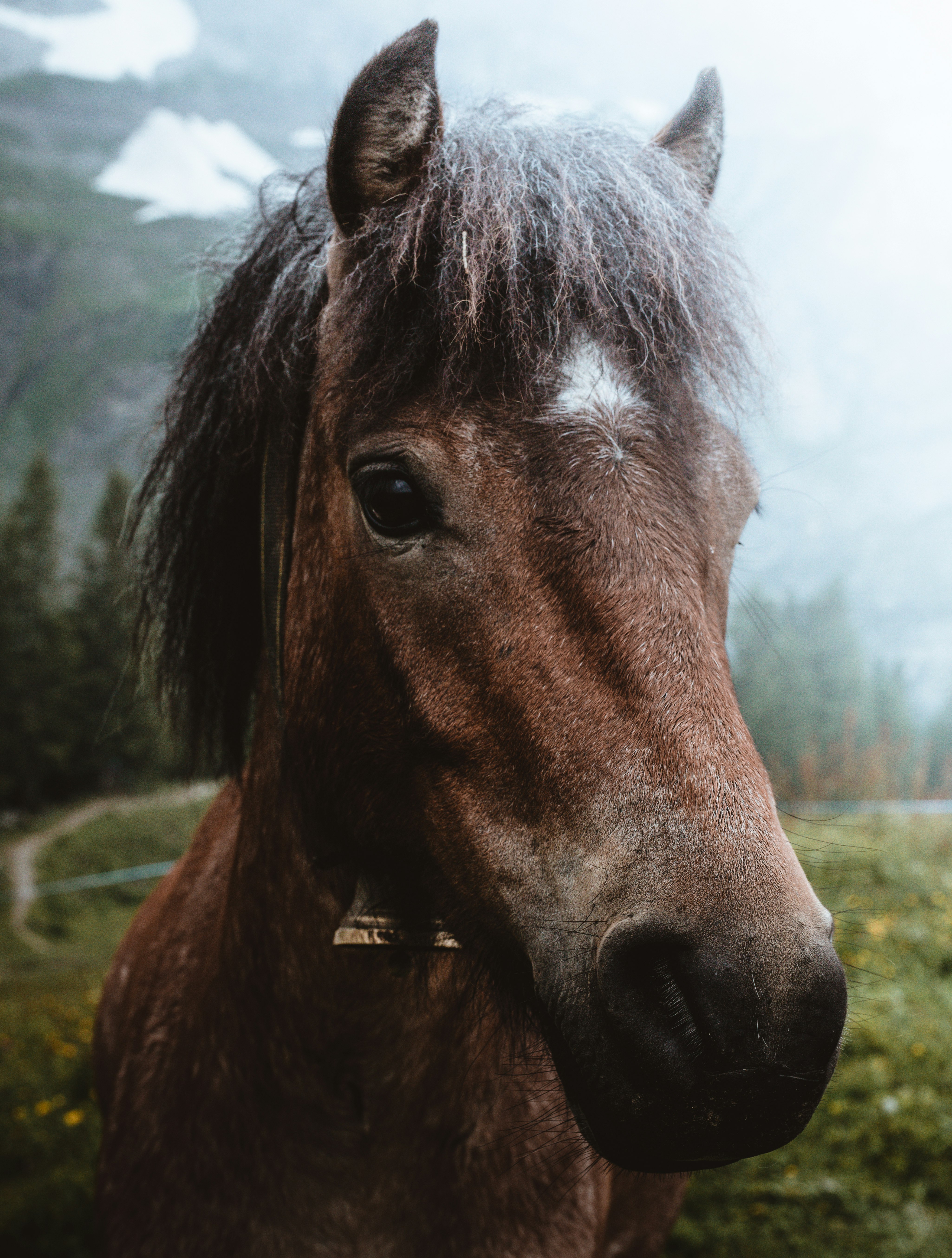shallow focus photography brown horse